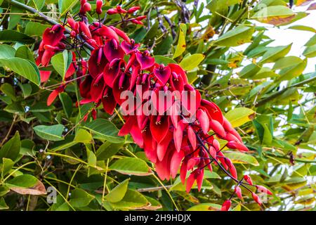 Fiori rossi di cockspur corallo albero Erythrina crista-galli. Foto Stock