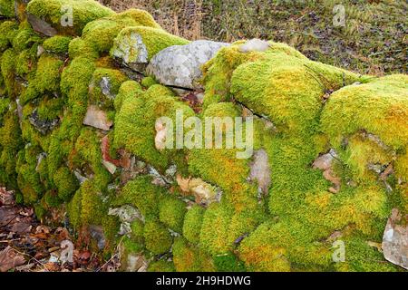 GROWTHS DI BRYOPHYTA DI MOSS CHE CRESCE SU PIETRE COPERTE DI LICHEN IN UN VECCHIO MURO Foto Stock
