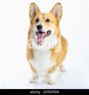 Cucciolo di gallese corgi pembroke su sfondo bianco Foto Stock