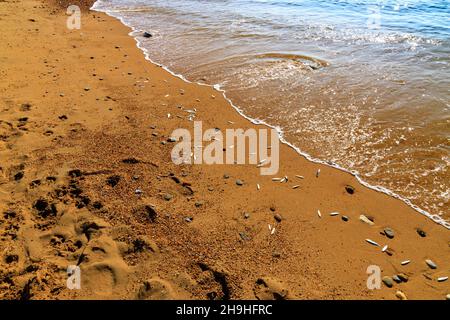 Pesci Whitebait bloccati sulla spiaggia di Burton Bradstock sulla costa Jurassic, Dorset, Inghilterra, Regno Unito Foto Stock