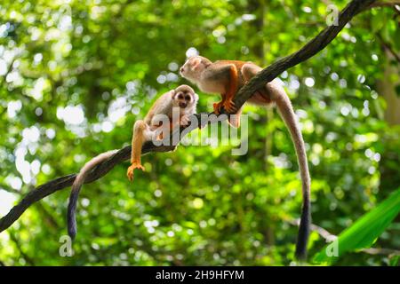 SINGAPORE, SINGAPORE - Nov 01, 2021: Un paio di scimmie di scoiattolo sull'albero. Singapore. Foto Stock