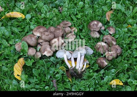 Lyophyllum decastes, conosciuto come il fungo di pollo fritto o domecap clustered, fungo selvatico dalla Finlandia Foto Stock
