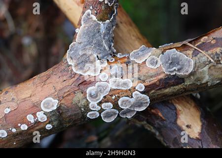 Stereum sanguinolentum, conosciuto come crosta sanguinante di conifere, fungo selvatico dalla Finlandia Foto Stock