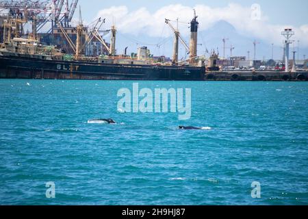 Città del Capo, Sudafrica. 7 Dic 2021. Una balena è avvistata vicino V&A Waterfront, una popolare attrazione turistica sulla spiaggia a Città del Capo, Sudafrica, 7 dicembre 2021. Credit: LYU Tianran/Xinhua/Alamy Live News Foto Stock