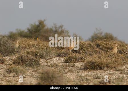 Crema colorato courser,- le feste di famiglia viaggiano insieme posta in fuga trovare l'habitat appropriato per nutrirsi sopra. Foto Stock