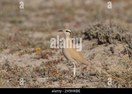 Crema colorato courser,- le feste di famiglia viaggiano insieme posta in fuga trovare l'habitat appropriato per nutrirsi sopra. Foto Stock