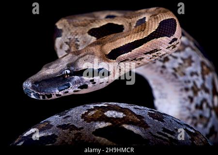 Boa macinato malgascio (Acrantophis madagascariensis) Foto Stock