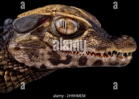 Caimano nana di Cuvier (Paleosuchus palpebrosus) Foto Stock