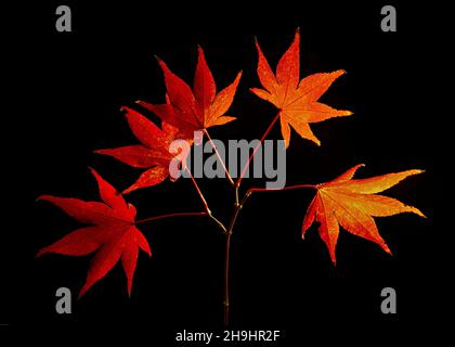 Foglie di acero giapponese (Acer palmatum) a fine autunno, retroilluminate dal sole Foto Stock