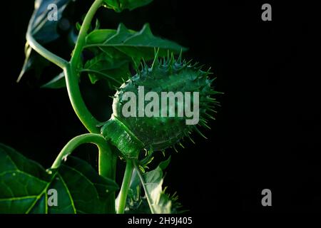 Datura stramonium - Jimson è una specie di pianta di angiosperma del genere Datura, della famiglia delle Solanaceae Foto Stock