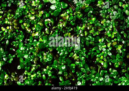 Lemnoideae - anatra, della famiglia delle Araceae e appartengono ai monocotilotti. Foto Stock