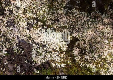 Felsen-Schüsselflechte, Fels-Schüsselflechte, Schüsselflechte, Steinmoos, Schüssel-Flechte, Blattflechte, Parmelià saxatilis, Shield Lichen, cenere salata Foto Stock
