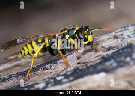 Gallische Feldwespe, Französische Feldwespe, Haus-Feldwespe, Hausfeldwespe, Feldwespe, Feldwespen, domino dei Polistes, domino dei Polistes, gallina dei Polistes Foto Stock