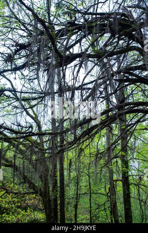 Rocky Springs Methodist Church, un'antica chiesa di campagna. Rocky Springs, un sito cittadino abbandonato, lungo la Natchez Trace Parkway, Mississippi, USA. Foto Stock