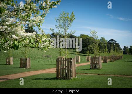 Vista su Elm Walk vicino a Petersham Gate a Richmond Park, Londra. Gli elmi resistenti alle malattie erano disponibili per lo sponsor, con il primo sponsorizzato da David Attenborough, che è un residente locale. Data foto: Giovedì 3 maggio 2018. Il credito fotografico dovrebbe essere: Richard Grey/EMPICS Foto Stock