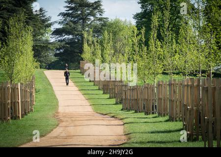 Vista su Elm Walk vicino a Petersham Gate a Richmond Park, Londra. Gli elmi resistenti alle malattie erano disponibili per lo sponsor, con il primo sponsorizzato da David Attenborough, che è un residente locale. Data foto: Giovedì 3 maggio 2018. Il credito fotografico dovrebbe essere: Richard Grey/EMPICS Foto Stock