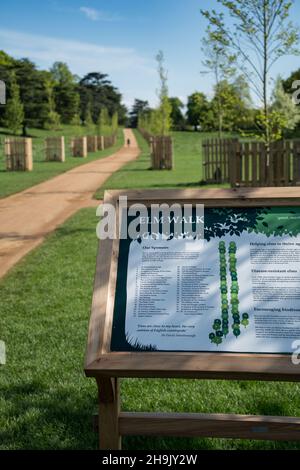 Vista su Elm Walk vicino a Petersham Gate a Richmond Park, Londra. Gli elmi resistenti alle malattie erano disponibili per lo sponsor, con il primo sponsorizzato da David Attenborough, che è un residente locale. Data foto: Giovedì 3 maggio 2018. Il credito fotografico dovrebbe essere: Richard Grey/EMPICS Foto Stock