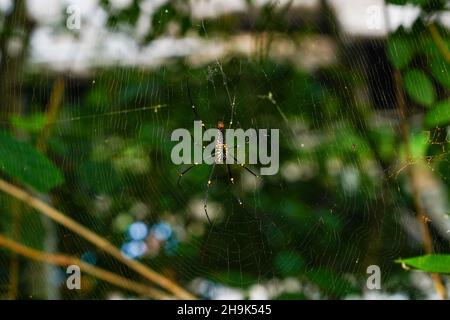 Un gigante ragno di legno. Da una serie di foto di viaggio a Kerala, India del Sud. Data foto: Lunedì 13 gennaio 2020. Il credito fotografico dovrebbe essere: Richard Grey/EMPICS Foto Stock