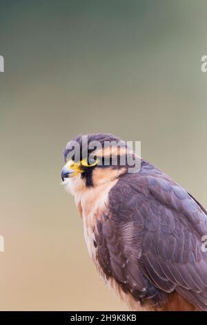 Aplomado Falcon (Falco femoralis) ritratto maschile adulto, condizioni controllate Foto Stock