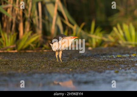 Piccolo Bittern (Ixobrychus minutus) maschio adulto in piedi a bordo di canne, Delta del Danubio, Romania, luglio Foto Stock