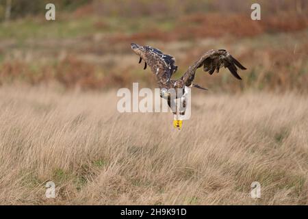 Steppa Eagle (Aquila nipalensis) adulto che vola su praterie, condizioni controllate Foto Stock