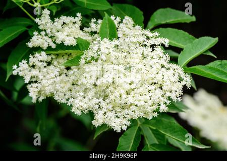 Arbusto con fiori bianchi di pianta di Opulus di Viburnum, conosciuta come rosa di guelder, sambuco d'acqua, corteccia di crampi, albero di snowball e cespuglio di mirtilli europei, in un sole Foto Stock