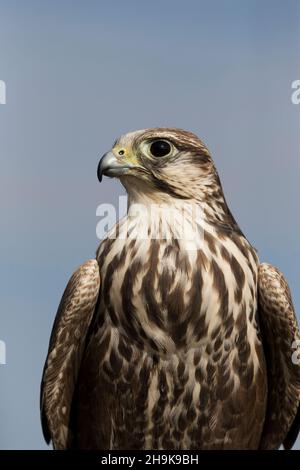 Lugger Falcon (Falco jugger) ritratto per adulti, condizioni controllate Foto Stock