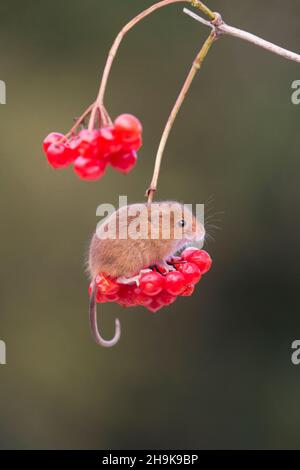 Harvest mouse (Micromys minutus) adulto in piedi su Guelder Rose (Viburnum opulus) ramoscello con frutti di bosco, Suffolk, Inghilterra, novembre Foto Stock