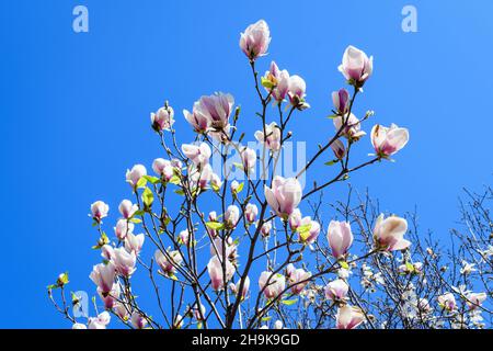 Primo piano di molti grandi e delicati fiori bianchi della magnolia in piena fioritura su rami di albero verso il cielo blu chiaro in un giardino in una soleggiata giornata di primavera, beauti Foto Stock