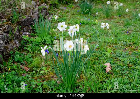 Gruppo di delicati fiori bianchi e gialli di naffodil in piena fioritura con erba verde sfocata, in un giardino di primavera soleggiato, bella floreale all'aperto b Foto Stock