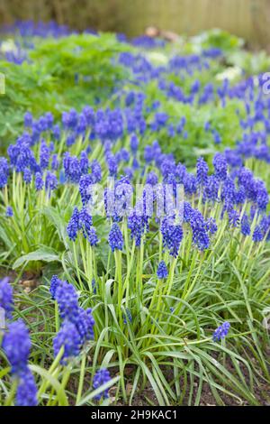 Vitigno giacinto fiori (Muscari Armeno), bulbo piante fiorite in primavera in un giardino inglese fiorito Foto Stock