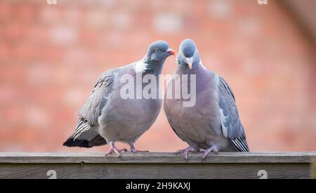 Rituale di corteggiamento dei piccioni di legno in un giardino del Regno Unito Foto Stock
