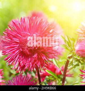 Aiuole di cerotti multicolore e sole. Fuoco su un fiore rosso. Foto Stock