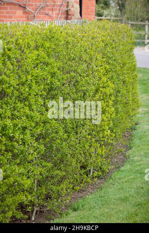 Primo piano di selvaggio privato giardino siepe (ligustrum vulgare) al di fuori della casa vittoriana, Regno Unito Foto Stock