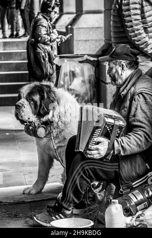 Londra, settembre 2021. Uomo seduto per strada che suona la fisarmonica, con il suo cane San Bernardo Foto Stock