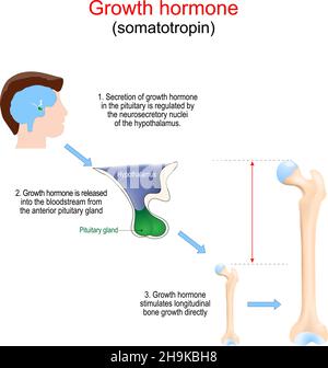 L'ormone della crescita stimola lo sviluppo dell'osso. Primo piano di una ghiandola pituitaria che produce somatotropina. L'ormone della crescita stimola la crescita longitudinale b Illustrazione Vettoriale