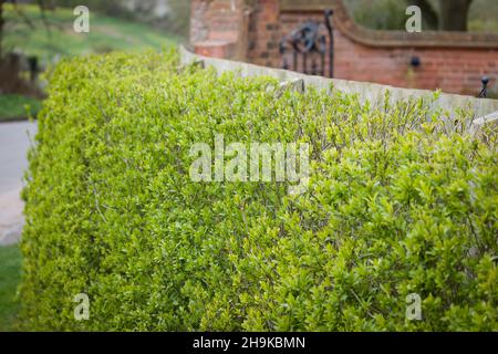 Siepe privato al di fuori del giardino britannico, legustrum vulgare (privato selvatico) Foto Stock