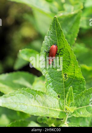 Comune soldato rosso Beetle, (Rhagonycha fulva) su una foglia verde, Staffordshire, Inghilterra, Regno Unito Foto Stock