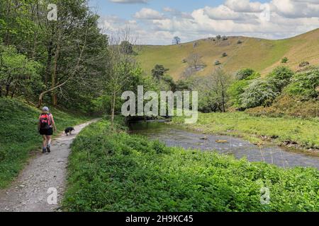 Una donna che cammina il suo cane vicino al fiume dove a Wolfscote Dale sullo Staffordshire, Derbyshire Border, Peak District National Park, Inghilterra, Regno Unito Foto Stock