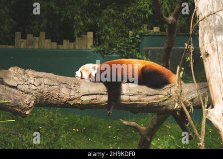 Panda rosso o inferiore Ailurus fulgens sta poggiando su un albero. Foto Stock