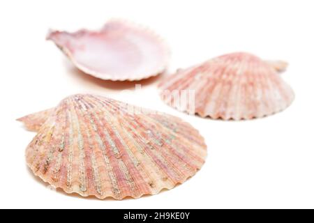 conchiglie, conchiglie, conchiglie, sfondo, orizzontale, bianco, conchiglia mare, vacanze, fronte, vacanza, mare, vari, diversi, tre, animali marini, 3, essiccati, Foto Stock
