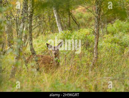 Selvaggio, nativo, capriolo rosso o cervi femmina, nascondendosi nell'habitat naturale del bosco e di fronte. Nella bella glen di Strathfarrar Glen in Foto Stock