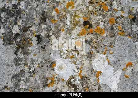 Closeup astratto di laparone con crescita di lichen. Foto Stock