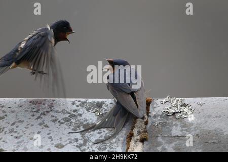 Swallows accoppia e comunica sul tetto di una vecchia casa di barca - Scozia nord-occidentale. Foto Stock