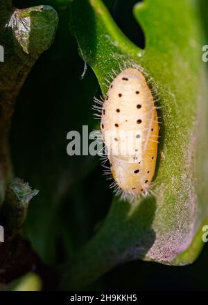 Pupa di farfalla rossa pierrot Foto Stock