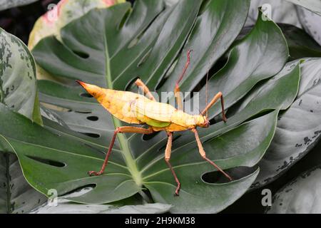 La ninfa gigante gialla della giungla cammina nei giardini. Foto Stock