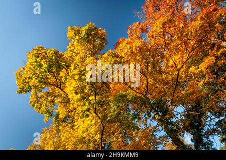 Zurigo, Svizzera il 20 ottobre 2012. Strade del centro con alberi gialli. Foto Stock