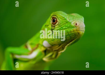 Verde Iguana in primo piano con sfondo verde. Biodiversità sudamericana e brasiliana. Foto Stock