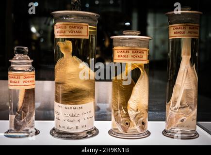 Vasetti per campioni contenenti pesci del Beagle Voyage di Charles Darwin nel mondo 1831-36 in esposizione al Museum of Zoology di Cambridge, Regno Unito Foto Stock