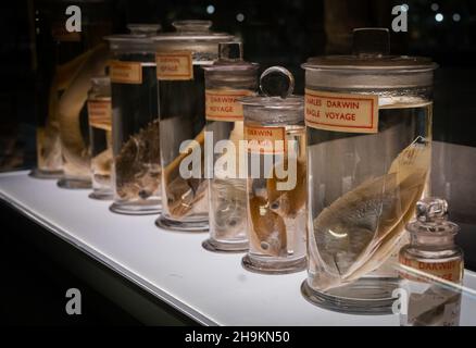 Vasetti per campioni contenenti pesci del Beagle Voyage di Charles Darwin nel mondo 1831-36 in esposizione al Museum of Zoology di Cambridge, Regno Unito Foto Stock